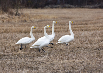 Swans gathered in the field during spring time. They are coming back after long and cold winter.