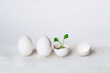 eggs and green sprout. the concept of the birth of a new life. ecological concept.