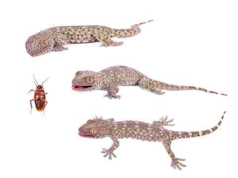 gecko isolated on white background.