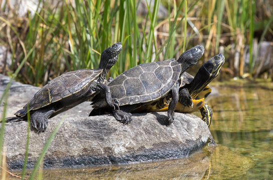 Sumpfschildkröten sonnen sich auf Stein