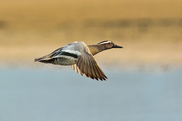 Marzaiola (Anas querquedula) in volo maschio