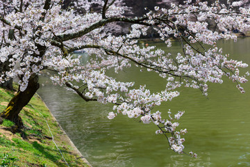 Obraz na płótnie Canvas 長野　須坂　臥竜公園の桜