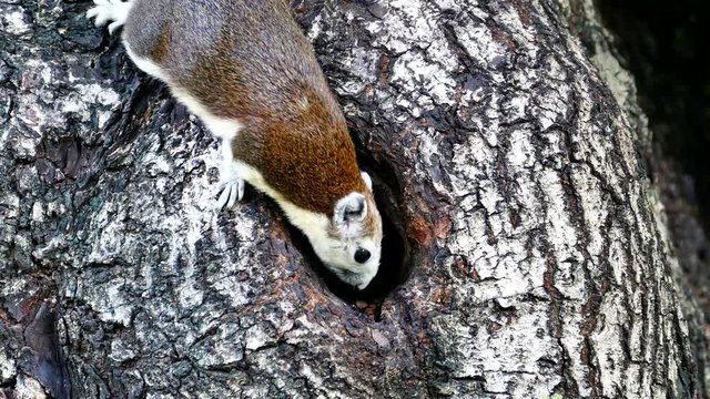 Squirrels (Callosciurus erythraeus) are searching for something in the tree hollow.