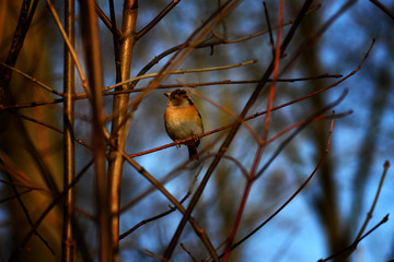 Bluthänfling auf Zweig