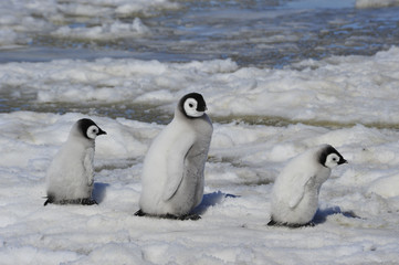 Fototapeta premium Emperor Penguin chicks in Antarctica