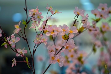 Sakura is a Japanese national flower.