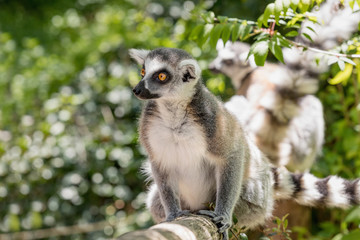 Close up of a ring-tailed lemur, portrait of Lemur.
