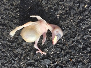 totes Vogelbaby auf Asfslt