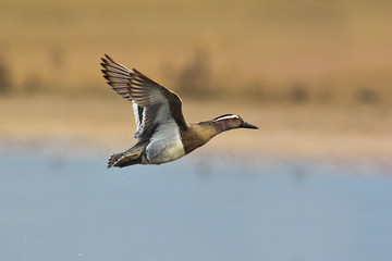 marzaiola (Anas querquedula) in volo maschio