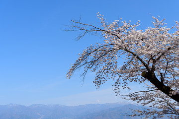 長野　桜と四阿山　善光寺雲上殿からの眺め