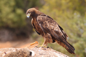Young male of golden eagle