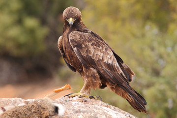 Obraz premium Young male of golden eagle
