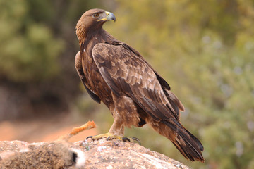 Young male of golden eagle
