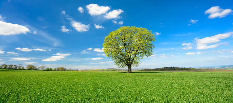 Einzelner Baum, gr&uuml;nes Feld, blauer Himmel, wei&szlig;e Wolken, Landschaft mit Kastanie im Fr&uuml;hling