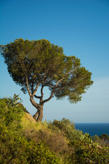 Isolated tree by the Mediterranean sea on the Costa Brava, Catalonia, Spain
