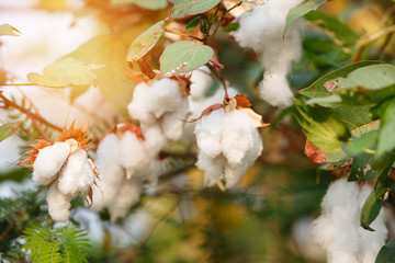 Cotton flower