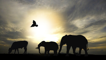 Shadow of animal in the national open zoo with sunset on the sky