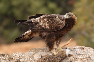 Young male of golden eagle