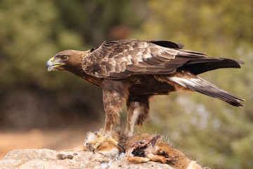 Young male of golden eagle