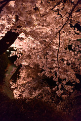 長野　須坂　臥竜公園の桜ライトアップ
