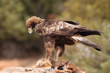 Young male of golden eagle