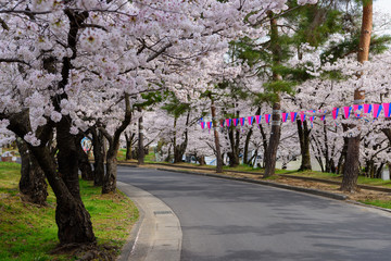 Naklejka premium 長野 松本城山公園の桜