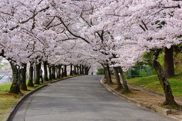 長野　松本城山公園の桜
