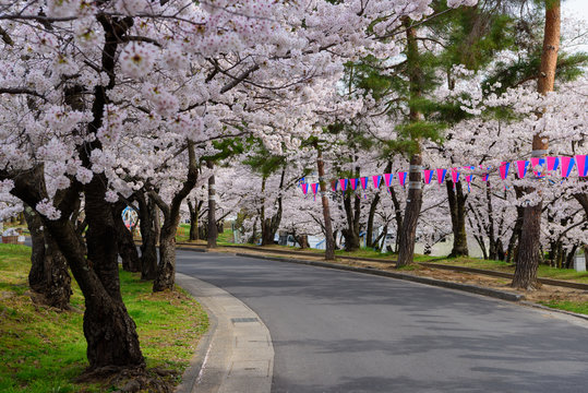 長野　松本城山公園の桜