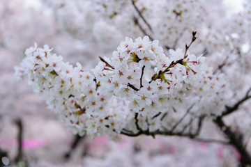 満開の桜