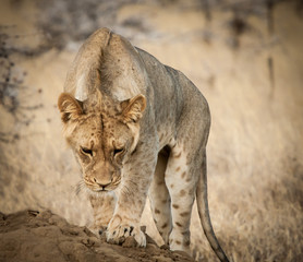 Fototapeta premium Young Lion Stalking, Kenya