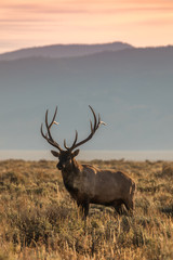 Fototapeta premium Bull Elk in the Fall Rut