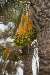 Bunch of unripe dates on the palm tree
