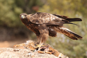 Young male of golden eagle - 145745698