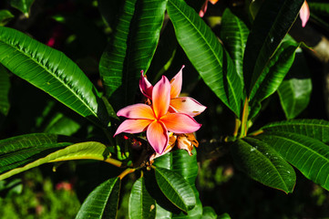 tropische blüten
