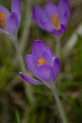 Krokus
