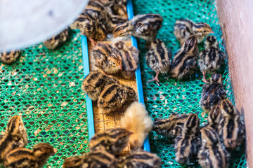 quail in farm.