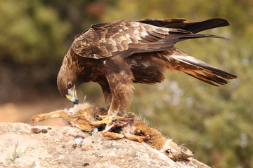 Young male of golden eagle