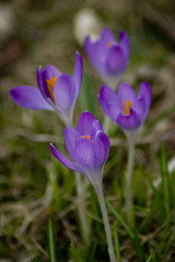 Fototapeta premium Krokus