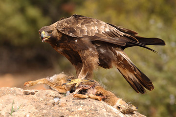 Young male of golden eagle