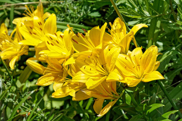 Obraz premium Colorful blooming lilies