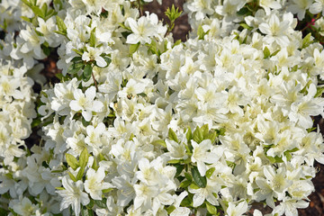 Azalée blanche au printemps au jardin