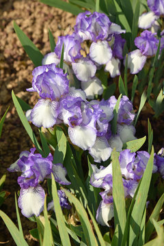 Iris germanica blanc et bleu au printemps au jardin