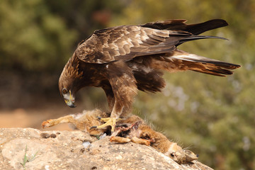 Young male of golden eagle
