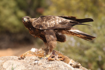 Young male of golden eagle