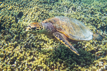 Big old turtle