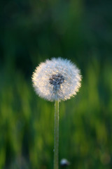 image of a dandelion flower