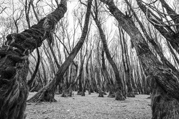 Dry lake Barrea, trees with roots out of the water