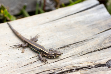 Small lizard outside, resting in piece of wood.