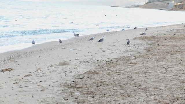 dog beach sand sea gulls
