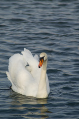 Schwan